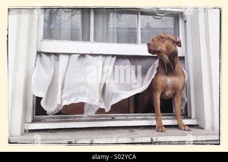 Dog sitting on a window ledge waiting for owner to return Stock Photo