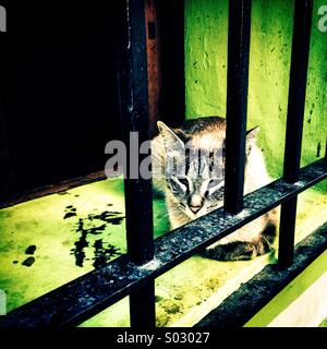 Cat behind security bars sitting on window sill Stock Photo