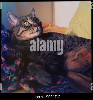 Tabby Bengal mix cat relaxing on bed in the sun. Stock Photo