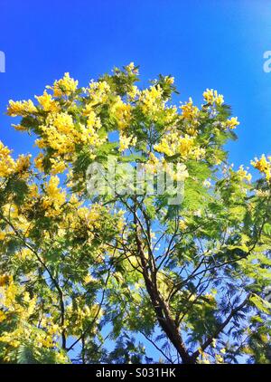 Yellow mimosa flowers with green leaves tree Stock Photo