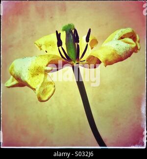 Withered tulip flower Stock Photo
