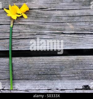 A double headed daffodil rests on a wooden background Stock Photo