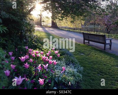Early morning in Green Park, London. Stock Photo