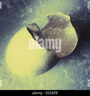 Empty goose egg Stock Photo