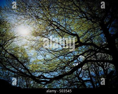 Backlit leaves on tree Stock Photo