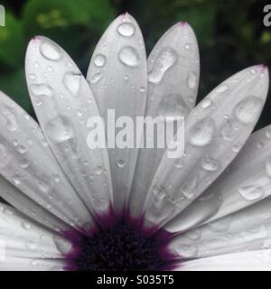 Rain drops cover a daisy in Prado del Rey, Cadiz province, Andalusia, Spain Stock Photo