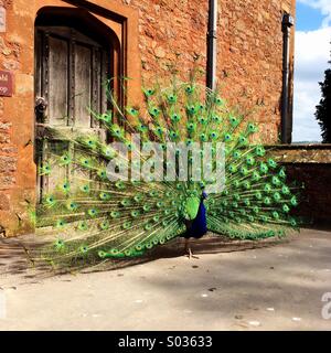 Peacock displaying tail feathers Stock Photo