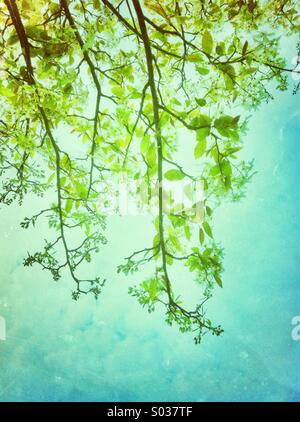 Fresh green leaves in spring season Stock Photo