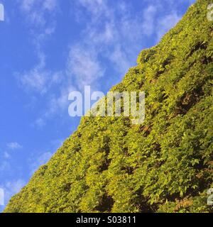 Ivy growing on the side of building Stock Photo