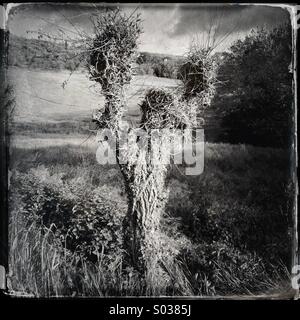 Anthropomorphic tree in the countryside of Umbria, Italy Stock Photo