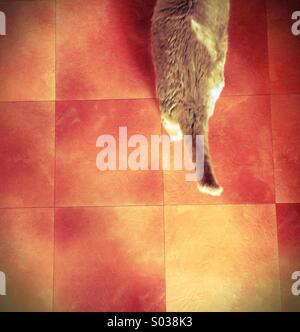 Cat walking on tiled floor property released Stock Photo