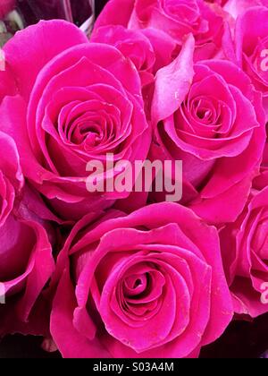 Bunch of pink roses Stock Photo