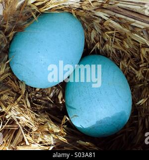 Blue eggs in nest Stock Photo
