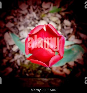 Red tulip Stock Photo