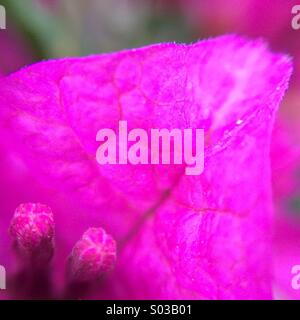 Macro of a fuchsia Bougainville flower. Stock Photo