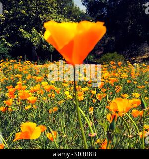 California poppy Stock Photo