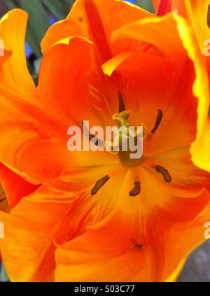Princess Irene tulip centre Stock Photo