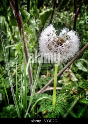 Dandelion clock covered in dew on an early morning Stock Photo