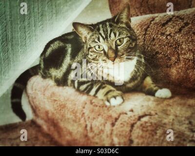 Portrait of a Tabby cat sitting on the stairs. Stock Photo