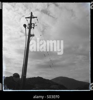 Birds sitting on wires high voltage Stock Photo