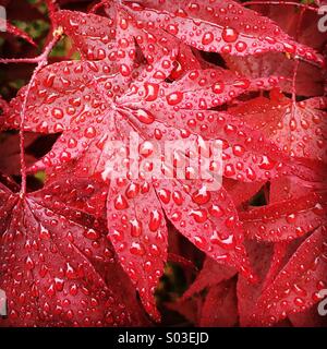 Red Japanese Maples in rain, Oregon Stock Photo