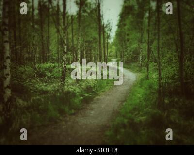 Dark path through woods. light grunge and tilt-shift effect applied. Stock Photo