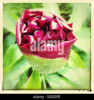 Peony flower bud opening Stock Photo