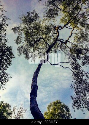 Looking up through tree canopy to blue sky with clouds Stock Photo