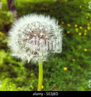 Dandelion Clock Stock Photo