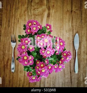 Pot of miniature pink daisies set on a wood table between a knife and fork as if for lunch. Stock Photo