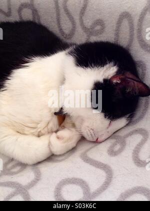 Cat black and white sleeping on patterned grey and white blanket Stock Photo