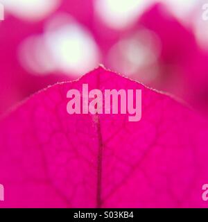 Macro of the petal of a Bougainville flower. Stock Photo