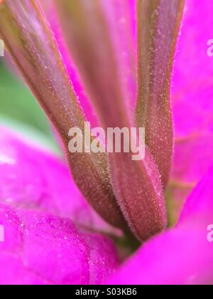 Macro of a Bougainville flower Stock Photo