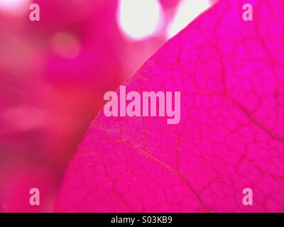 Macro of the petal of a Bougainville flower Stock Photo