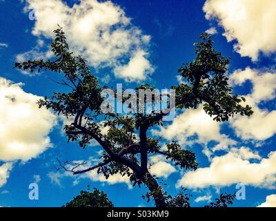 Branches of a tree set against a blue sky with white clouds Stock Photo