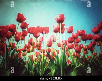Red tulips in field in spring, Lisse, South Holland, Netherlands Stock Photo