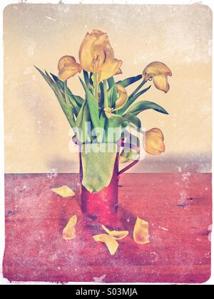 Yellow tulips in red vase, faded flowers with petals falling off Stock Photo