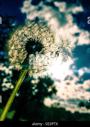 Dandelion seeds on stem blowing away with trees and sunny sky in background Stock Photo
