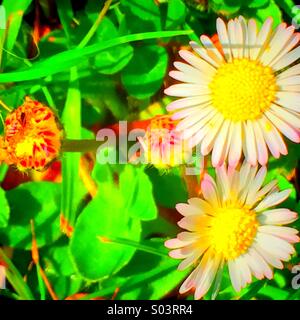 Daisy heads. Two open two closed Stock Photo