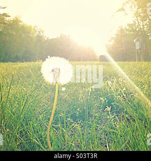 Dandelion in the sun Stock Photo