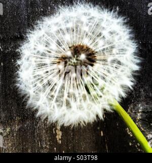 Close-up of a dandelion weed clock seed head. Stock Photo