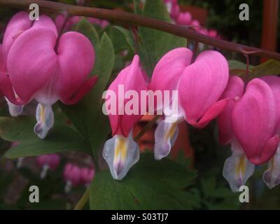 Bleeding Heart. Lamprocapnos spectabilis Stock Photo