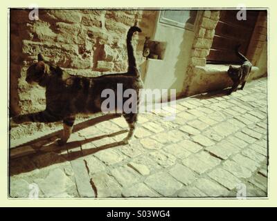 Two cats walking on the street along the wall Stock Photo