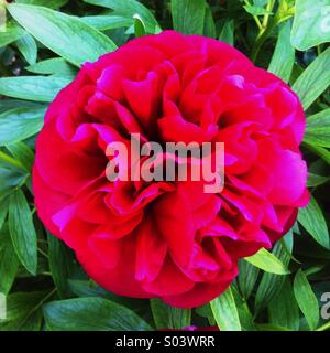 Peony flower in full bloom Stock Photo