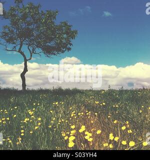 Lone tree in a field of wild flowers, with blue sky and clouds in the summer Stock Photo