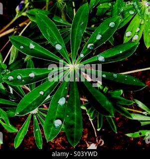 Lupin Leaf in the Rain Stock Photo