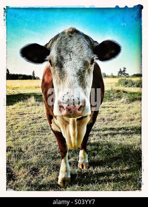 Cow staring at camera Stock Photo