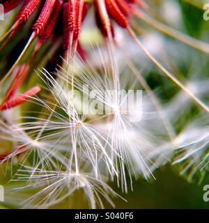 Dandelion seeds Stock Photo