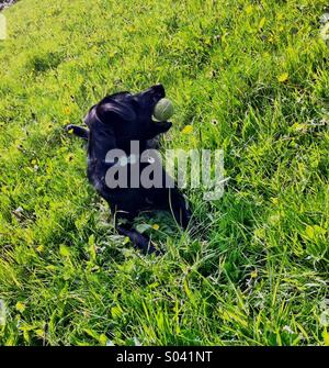 Black Labrador dog lying in green field grass with ball in his mouth tennis ball Stock Photo
