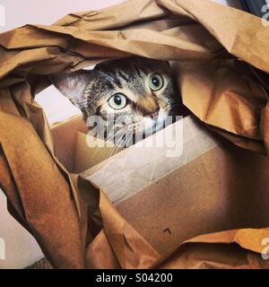 Tabby cat kitten plaing with paper in cardboard box. Stock Photo